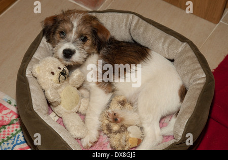 Brown & white Border terrier cucciolo di cane REGNO UNITO Foto Stock