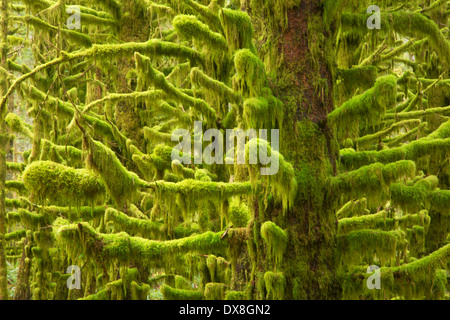 Sitka Abete (Picea sitchensis) lungo Pioneer Indian Trail, Siuslaw National Forest, Oregon Foto Stock