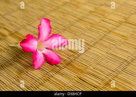 Il Adenium fiori su colori di vimini. Foto Stock