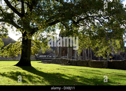 Tintern Abbey la Chiesa come visto da sotto una quercia, Wye Valley, Monmouthshire, Galles Foto Stock