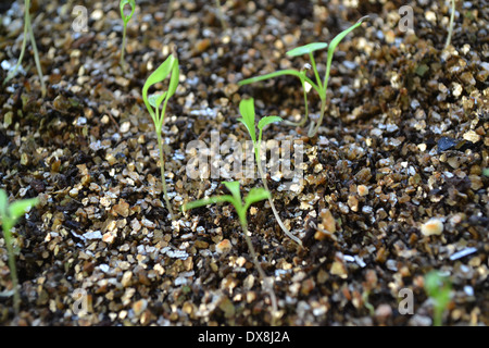 Ammi majus, Vescovo di fiore o falso Vescovo di piantine infestanti nelle sementi nel vassoio con uno strato di vermiculite Foto Stock