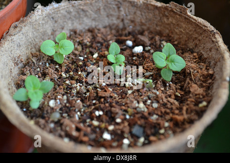 Appena germinate le piantine di origano in una pentola di jiffy Foto Stock