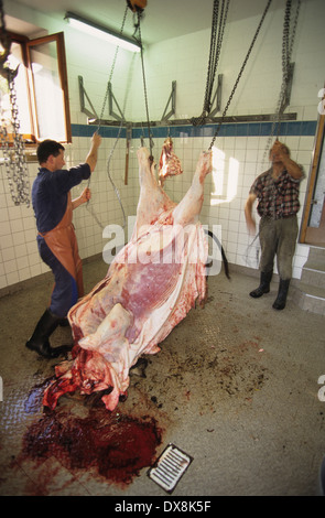 Butcher macelleria mucca organico. Il villaggio locale di persone di conoscere la mucca che sta andando a mangiare prima di esso è ucciso. Svizzera Foto Stock