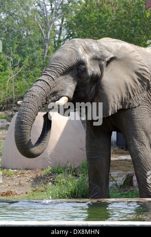 Gli elefanti africani sono elefanti del genere Loxodonta, costituito da due specie esistenti Foto Stock