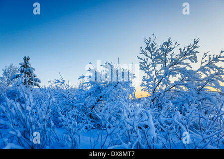 Coperta di neve alberi a temperature estremamente basse, Lapponia, Svezia Foto Stock