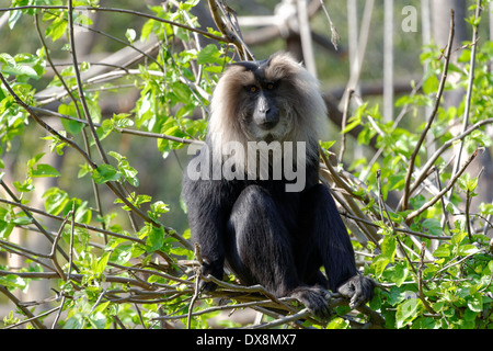 Il leone-coda Macaque (Macaca silenus), o il wanderoo, è una scimmia del Vecchio Mondo endemica del i Ghati Occidentali dell India del Sud. Foto Stock