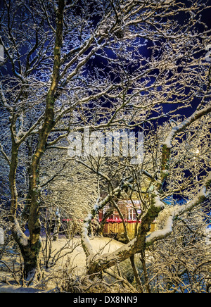Coperta di neve alberi in Reykjavik, Islanda Foto Stock