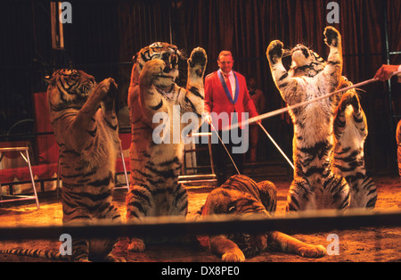 Artisti del circo, grande gatti le tigri del Bengala, Spagna Foto Stock