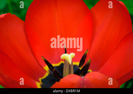 Macro bella rossa tulip con petali di colore giallo Foto Stock