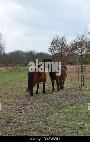 Pony nella nuova foresta in Hampshire, Inghilterra. Foto Stock