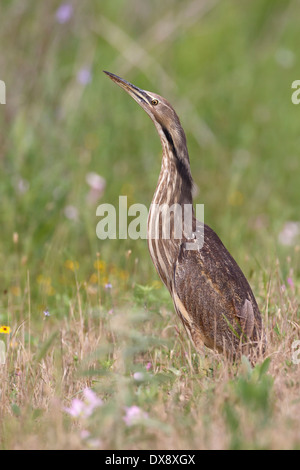 American tarabuso - Botaurus lentiginosus Foto Stock