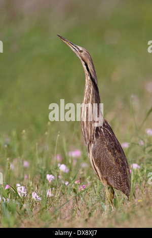 American tarabuso - Botaurus lentiginosus Foto Stock