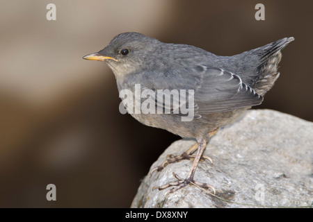 American Cucchiaia - Cinclus mexicanus Foto Stock