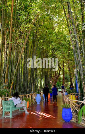 Bambù gigante nel Jardin Majorelle gardens, Marrakech, Marocco, Africa del Nord Foto Stock