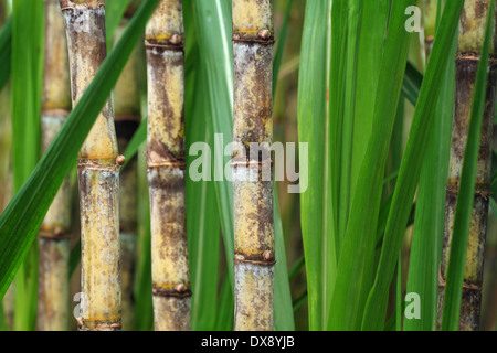 Primo piano della canna da zucchero piantagione Foto Stock