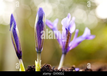 Iris reticulata "" Pixie Foto Stock