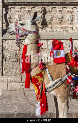 Llama con bandiere peruviana nelle Ande peruviane a Arequipa Perù Foto Stock