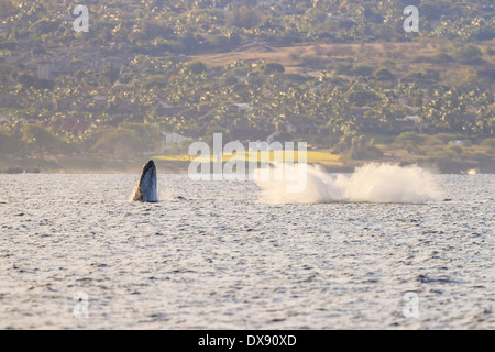 Uno humpback sorge come un altro fa un tuffo al largo della costa di Maui, Hawaii. Foto Stock