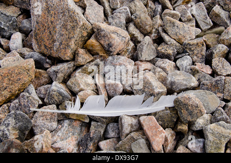 Canada, Nunavut, Cape Dorset. Mallikjuag parco territoriale. Dettaglio di artico rocciosa spiaggia con piuma. Foto Stock