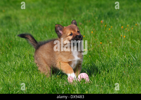 Sheepdog islandese Foto Stock