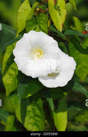 Convolvolo di dimensioni maggiore Foto Stock