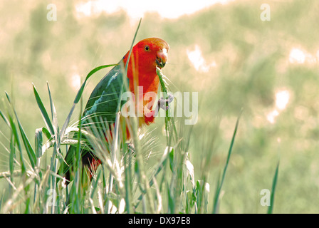 Australian re maschio pappagallo Alisterus scapularis Foto Stock