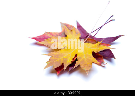 Autunno foglie di acero isolato su sfondo bianco. Foto Stock