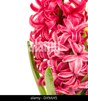 Rosa fresca giacinto fiore con gocce di acqua su sfondo bianco Foto Stock