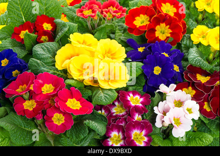 Molla assortiti primulas. fiori colorati in letto con rosso, blu, giallo, boccioli rosa Foto Stock