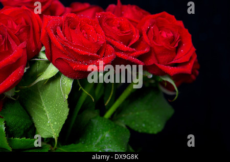 Bouquet fresco di rose rosse con gocce d'acqua su sfondo nero Foto Stock