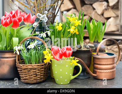 Decorazione di pasqua con fiori di primavera. tulipani, bucaneve e fioriture di narciso Foto Stock