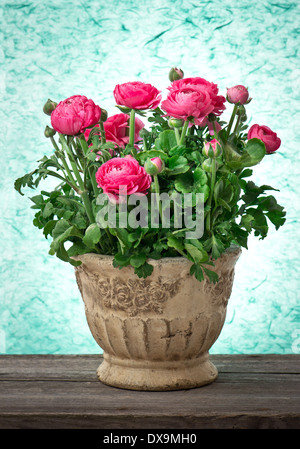 Ranunculus. bellissimi fiori rosa in stile vintage pot Foto Stock