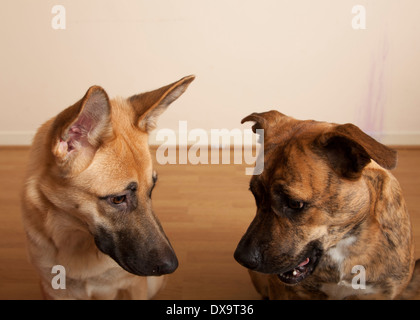 Due cani in chat Foto Stock