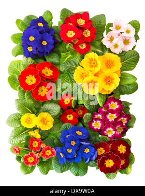 Coloratissima primavera fresca primrose fiori isolati su sfondo bianco rosso, blu, giallo, rosa primula Foto Stock