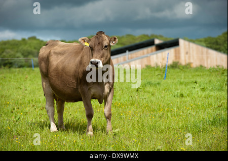 Brown mucca svizzera nei rigogliosi pascoli. Dumdries, Scozia. Foto Stock