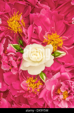Di un bel colore rosa peonia fiori con il bianco single rose. sfondo floreale Foto Stock