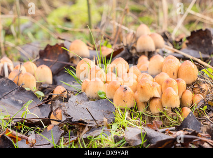 Close-up di un gruppo di Coprinellus micaceus fungo Foto Stock