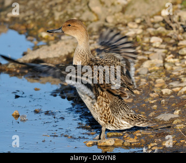 Northern Pintail - Anas acuta anatra femmina sbattimenti ali Foto Stock