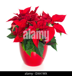 Bellissima poinsettia. rosso fiore di Natale su sfondo bianco Foto Stock