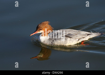 Femmina di smergo maggiore Foto Stock