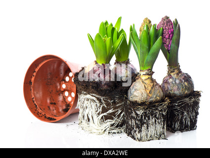 Molla di fiori di giacinto su sfondo bianco Foto Stock
