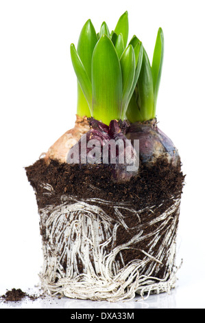 Fiori di primavera. I germogli di giacinto con radici e sporco su sfondo bianco Foto Stock