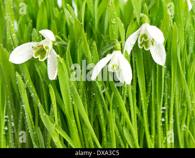 Snowdrops in erba verde con gocce d'acqua. Fiori di Primavera Foto Stock