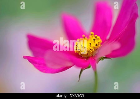 Cosmos bipinnatus, girato da lato rivelando il polline coperte stami gialli. Foto Stock
