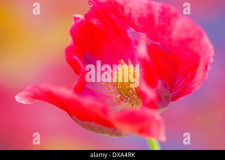 Papavero, Papaver somniferum, vicino che mostra il stami e lo stigma. Foto Stock