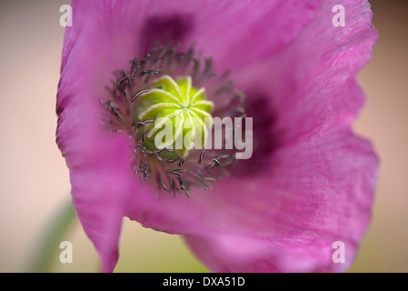 Papavero, Papaver somniferum, vicino che mostra il stami e lo stigma. Foto Stock