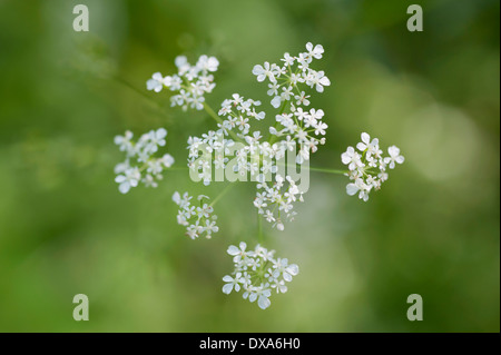 Mucca prezzemolo Anthriscus sylvestris un ombrella unico visto dal tettuccio usando il fuoco selettivo. Altri soft focus fiori creazione Foto Stock