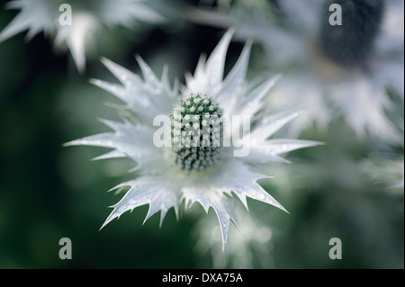 Mare holly conosciuta come Miss Wilmott del fantasma Eryngium giganteum singolo fiore argenteo che mostra il cono centrale e impulso breve gonna o bract. Foto Stock