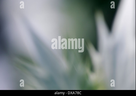 Mare holly conosciuta come Miss Wilmott del fantasma Eryngium giganteum impulso breve foglie argentate in soft focus creando un wintery abstract Foto Stock