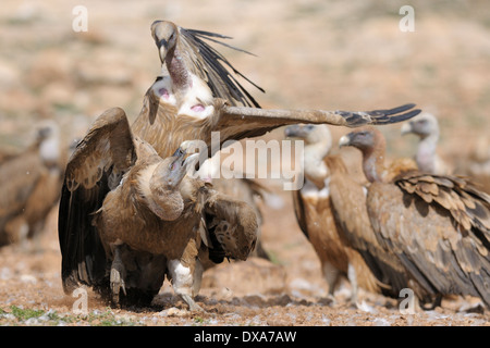 Due grifoni combattimenti. Foto Stock